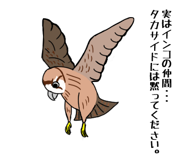 ハヤブサ 世界で二番目に速い鳥 実はインコだった 魔王のアトリエ 珍生物調査記録図鑑